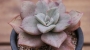 Граптоверия (Graptoveria Albert Baynesii f. variegated)
