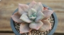 Граптоверия (Graptoveria Albert Baynesii f. variegated)