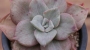 Граптоверия (Graptoveria Albert Baynesii f. variegated)