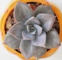 Граптоверия (Graptoveria Albert Baynesii f. variegated)