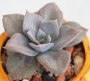 Граптоверия (Graptoveria Albert Baynesii f. variegated)