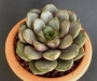 Граптоверия (Graptoveria Amethorum)