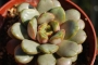 Граптоверия (Graptoveria Amethorum)