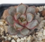 Граптоверия (Graptoveria Amethorum)