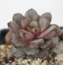 Граптоверия (Graptoveria Amethorum)