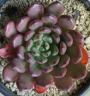 Граптоверия (Graptoveria Bashful)
