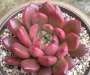 Граптоверия (Graptoveria Bashful)