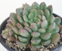 Граптоверия (Graptoveria Bashful)