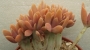Граптоверия (GRAPTOVERIA FRED IVES CRISTATE)