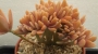 Граптоверия (GRAPTOVERIA FRED IVES CRISTATE)
