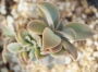 Граптоверия (GRAPTOVERIA FRED IVES CRISTATE)