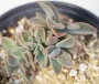 Граптоверия (GRAPTOVERIA FRED IVES CRISTATE)