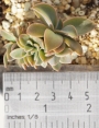 Граптоверия (GRAPTOVERIA FRED IVES CRISTATE)
