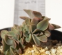 Граптоверия (GRAPTOVERIA FRED IVES CRISTATE)