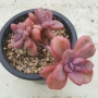 Граптоверия (Graptoveria Mrs Richards)