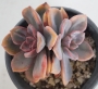 Граптоверия (Graptoveria Mrs Richards)