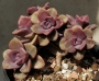 Граптоверия (Graptoveria Mrs Richards)
