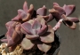 Граптоверия (Graptoveria Mrs Richards)
