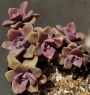 Граптоверия (Graptoveria Mrs Richards)