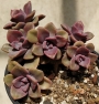 Граптоверия (Graptoveria Mrs Richards)