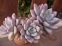 Граптоверия (Graptoveria opalina)