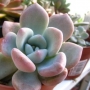 Граптоверия (Graptoveria opalina)