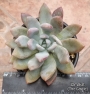 Граптоверия (Graptoveria opalina)