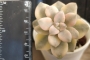 Граптоверия (Graptoveria Titubans variegata 살구미인금)