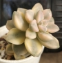 Граптоверия (Graptoveria Titubans variegata 살구미인금)