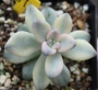 Граптоверия (Graptoveria titubans, variegated Apricot)