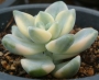 Граптоверия (Graptoveria Titubans variegata 살구미인금)