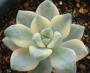Граптоверия (Graptoveria Titubans variegata 살구미인금)