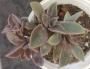 Граптоверия (Graptoveria X Fred Ives)