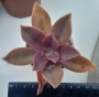 Граптоверия (Graptoveria X Fred Ives)