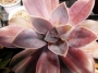 Граптоверия (Graptoveria X Fred Ives)