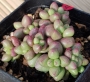 Гравтоверия (Graptoveria Purple Dream パープルドリーム v0509-157)