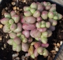 Гравтоверия (Graptoveria Purple Dream パープルドリーム v0509-157)
