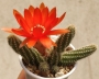 Хамаецереус Ехинопсис силвестри (Chamaecereus silvestrii Echinopsis silvestrii)