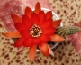 Хамаецереус Ехинопсис силвестри (Chamaecereus silvestrii Echinopsis silvestrii)