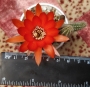 Хамаецереус Ехинопсис силвестри (Chamaecereus silvestrii Echinopsis silvestrii)
