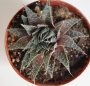 Хавортия аристата (Haworthia aristata)