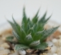Хавортия аристата (Haworthia aristata)