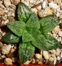 Хавортия емили хибрид (Haworthia emelyae hybrid)