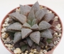 Хавортия емили хибрид (Haworthia emelyae hybrid)