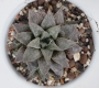 Хавортия емили хибрид (Haworthia emelyae hybrid)