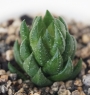 Хавортия (Haworthia)