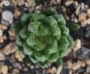 Хавортия (Haworthia)