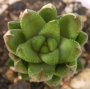 Хавортия (Haworthia)