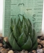 Хавортия (Haworthia)