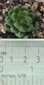 Хавортия (Haworthia)